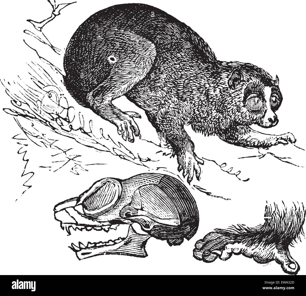Bengal slow loris or Nycticebus bengalensis or Northern slow loris or