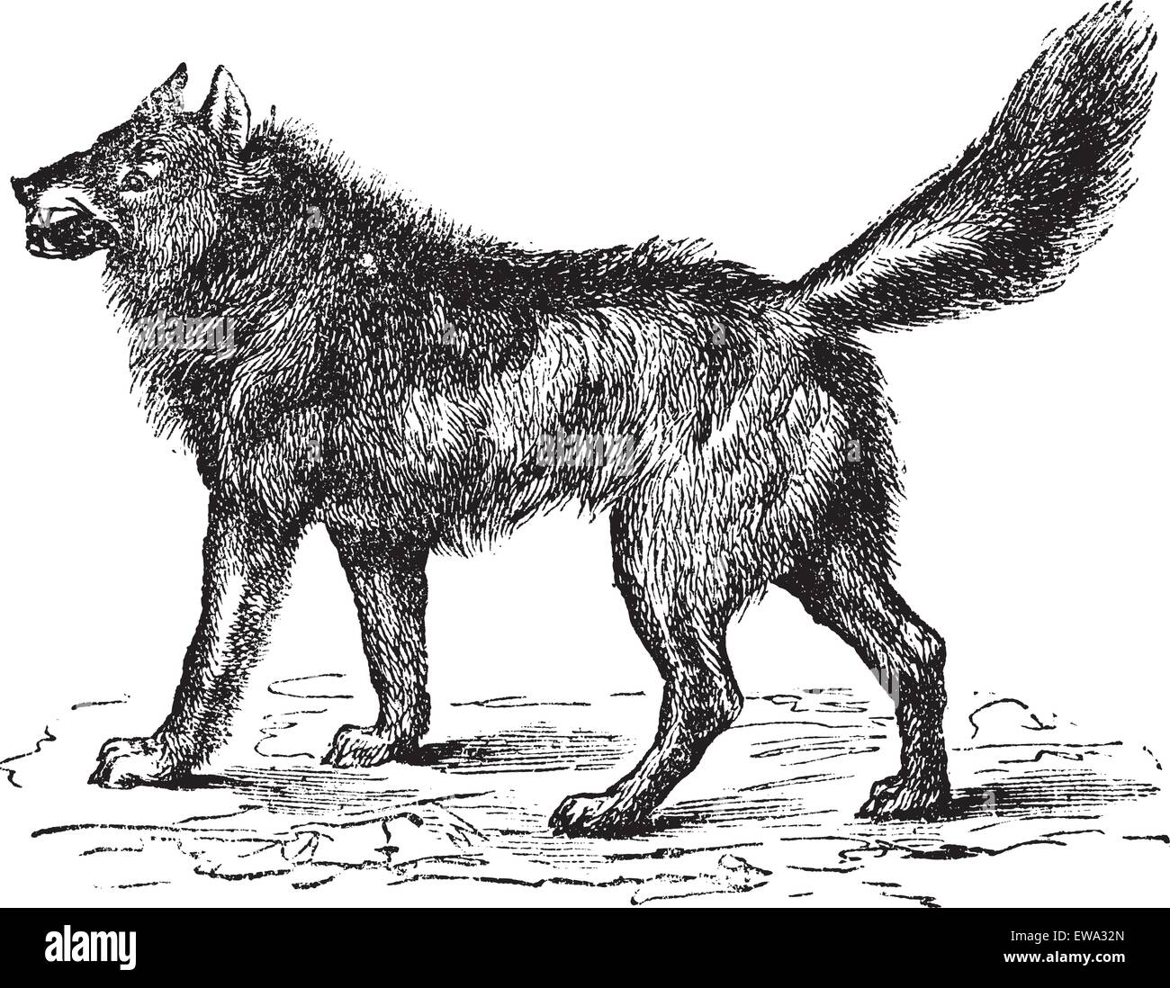 Eurasian Wolf or Canis lupus lupus or European, Common or Forest Wolf or Altaicus or lycaon or Grey wolf, vintage engraving. Old engraved illustration of Eurasian Wolf. Stock Vector