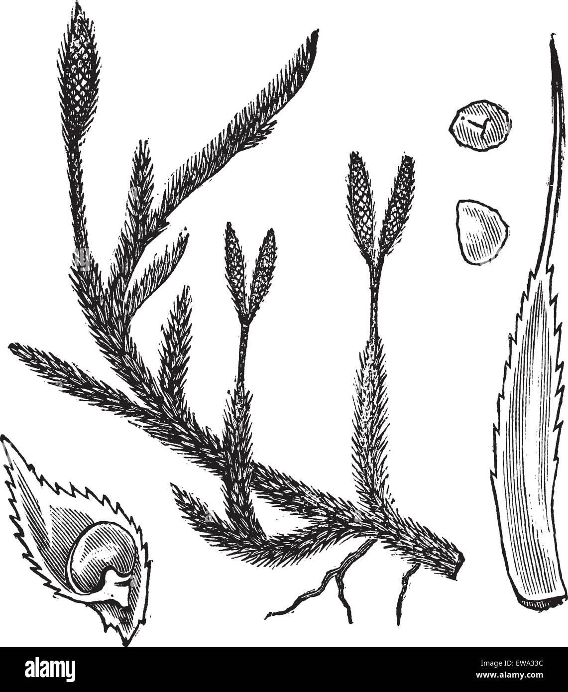 Common clubmoss or Lycopodium clavatum or Wolf's-foot clubmoss or Stag's-horn clubmoss or Groundpine or  Wolfpaw clubmoss or Foxtail clubmoss or Running clubmoss or Running ground-pine or Running pine or Running moss or  Princess Pine, vintage engraving. Old engraved illustration of Common clubmoss isolated on a white background. Stock Vector