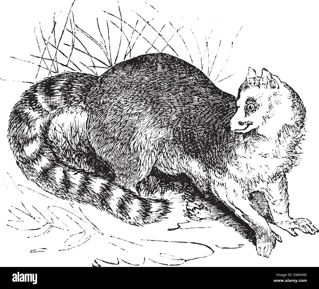 Ring-tailed lemur or Lemur catta or Maki mococo  or Odorlemur or Prosimia or Procebus, vintage engraving. Old engraved illustration of Ring-tailed lemur in the meadow. Stock Vector