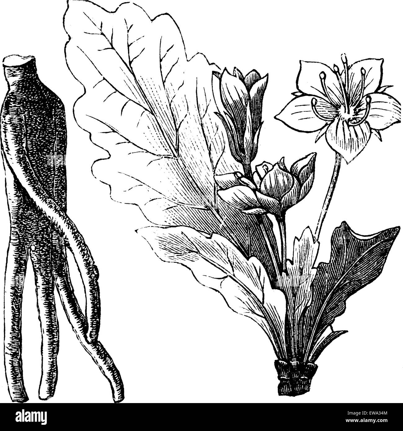 Mandrake root or Mandragora officinarum, vintage engraving. Old engraved illustration of Mandragora officinarum root and flower Stock Vector