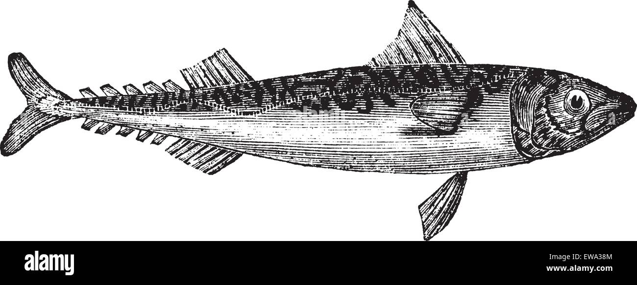 Atlantic mackerel or Scomber scombrus or Boston mackerel or Mackerel, vintage engraving. Old engraved illustration of Atlantic mackerel isolated on a white background. Stock Vector