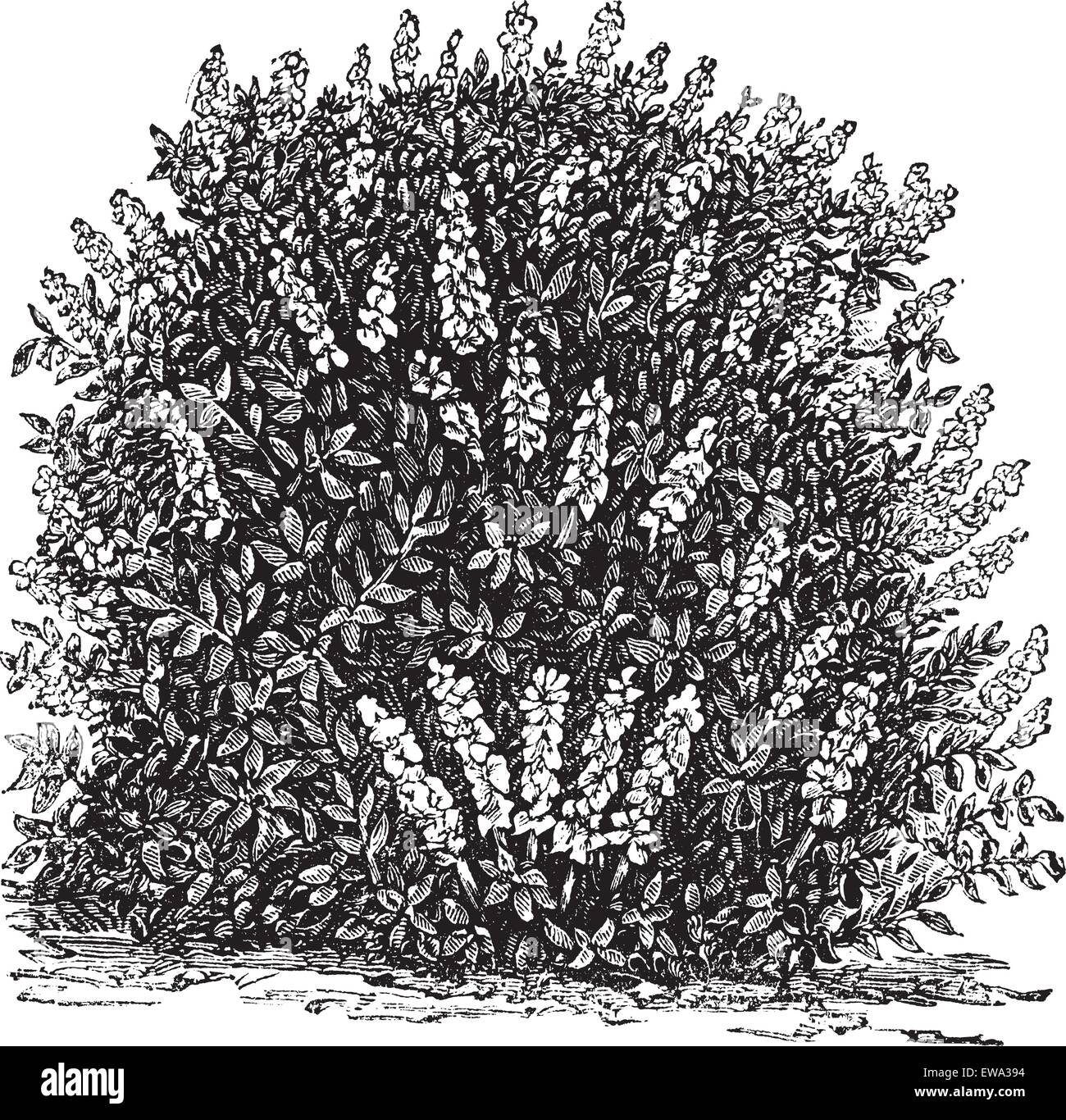 Bottlebrush Buckeye or Aesculus parviflora or Aesculus macrostachya or Pavia macrostachya, vintage engraving. Old engraved illustration of Bottlebrush Buckeye. Stock Vector