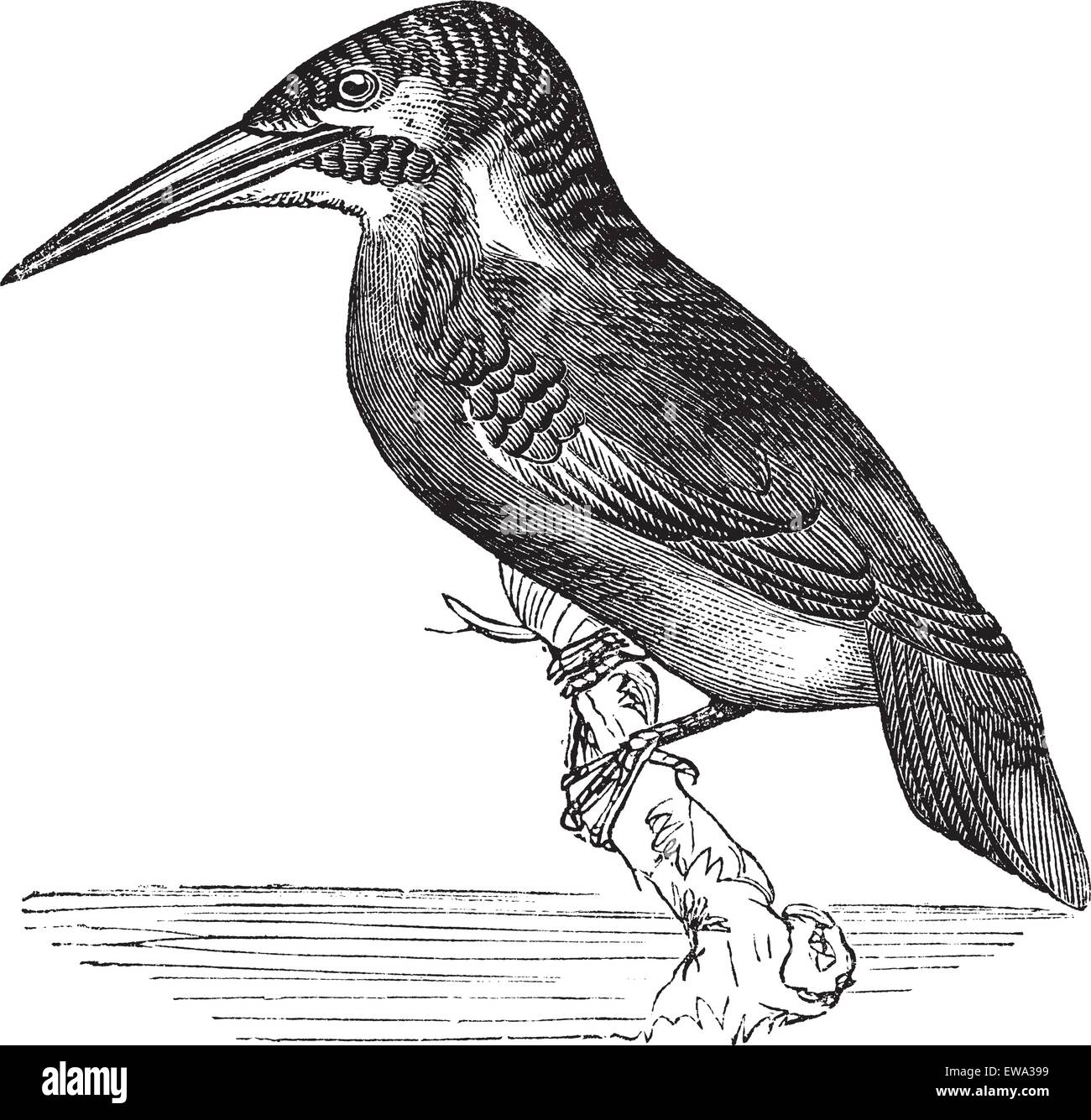 Common Kingfisher or Alcedo ispida, vintage engraving. Old engraved illustration of Common Kingfisher waiting on a branch. Stock Vector