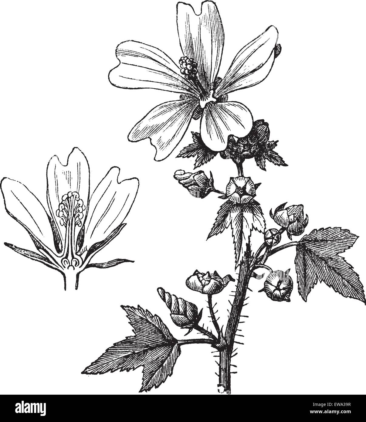 Common mallow or Malva sylvestris or Malva ambigua or Malva mauritiana or Malva erecta or Malva gymnocarpa or Cheeses or High mallow or Tall mallow, vintage engraving. Old engraved illustration of Common mallow isolated on a white background. Stock Vector
