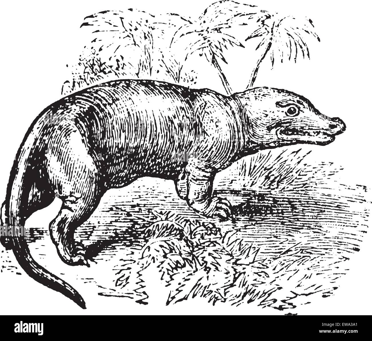 Megalosaurus vintage engraved illustration. Trousset encyclopedia (1886 - 1891). Stock Vector