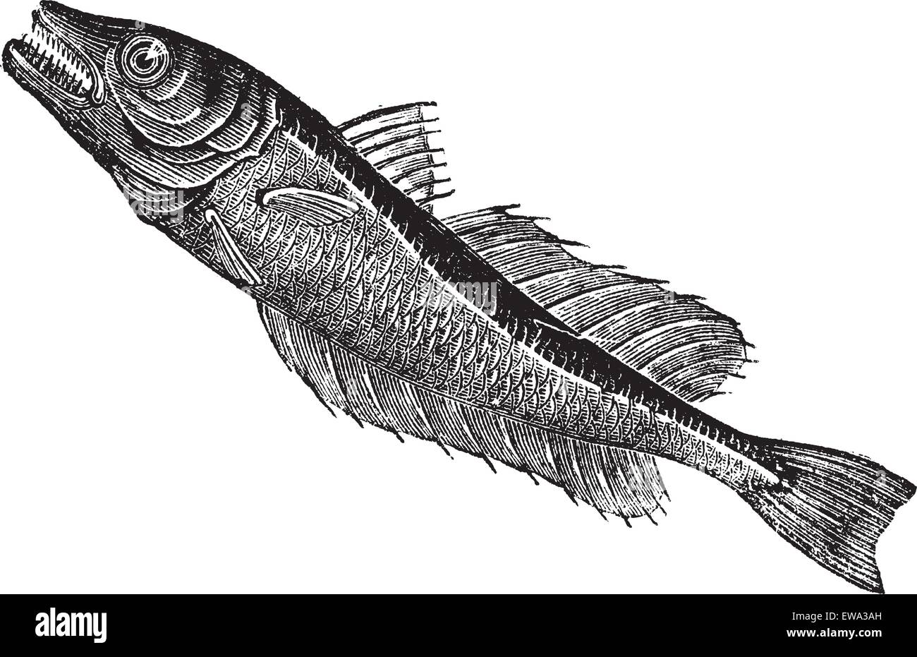 Common European hake (Merluccius vulgaris), vintage engraved illustration. Trousset encyclopedia (1886 - 1891). Stock Vector