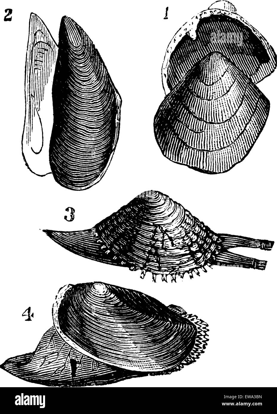 Mollusc. 1.  Nutlet; 2. Mold; 3. From Warty; 4. Anodonta ducks, vintage engraved illustration.  Trousset encyclopedia (1886 - 1891). Stock Vector