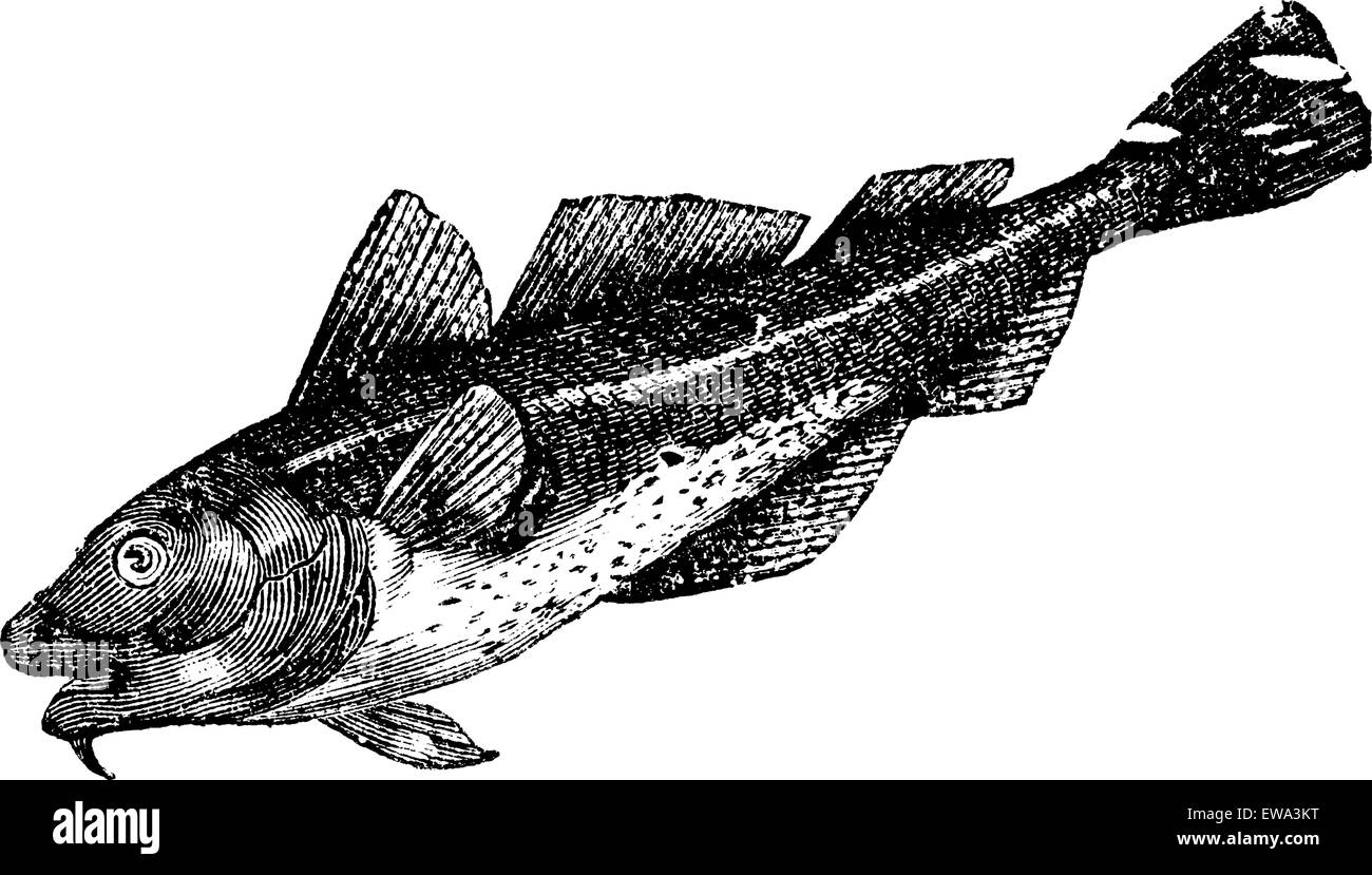Cod america (morrhua americana), vintage engraved illustration. Trousset encyclopedia (1886 - 1891). Stock Vector