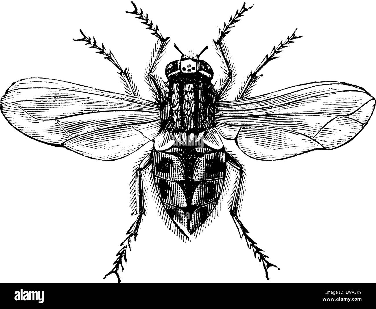 Housefly (Musca domestica) or Common housefly or House-fly, magnified, vintage engraved illustration. Trousset encyclopedia (1886 - 1891). Stock Vector
