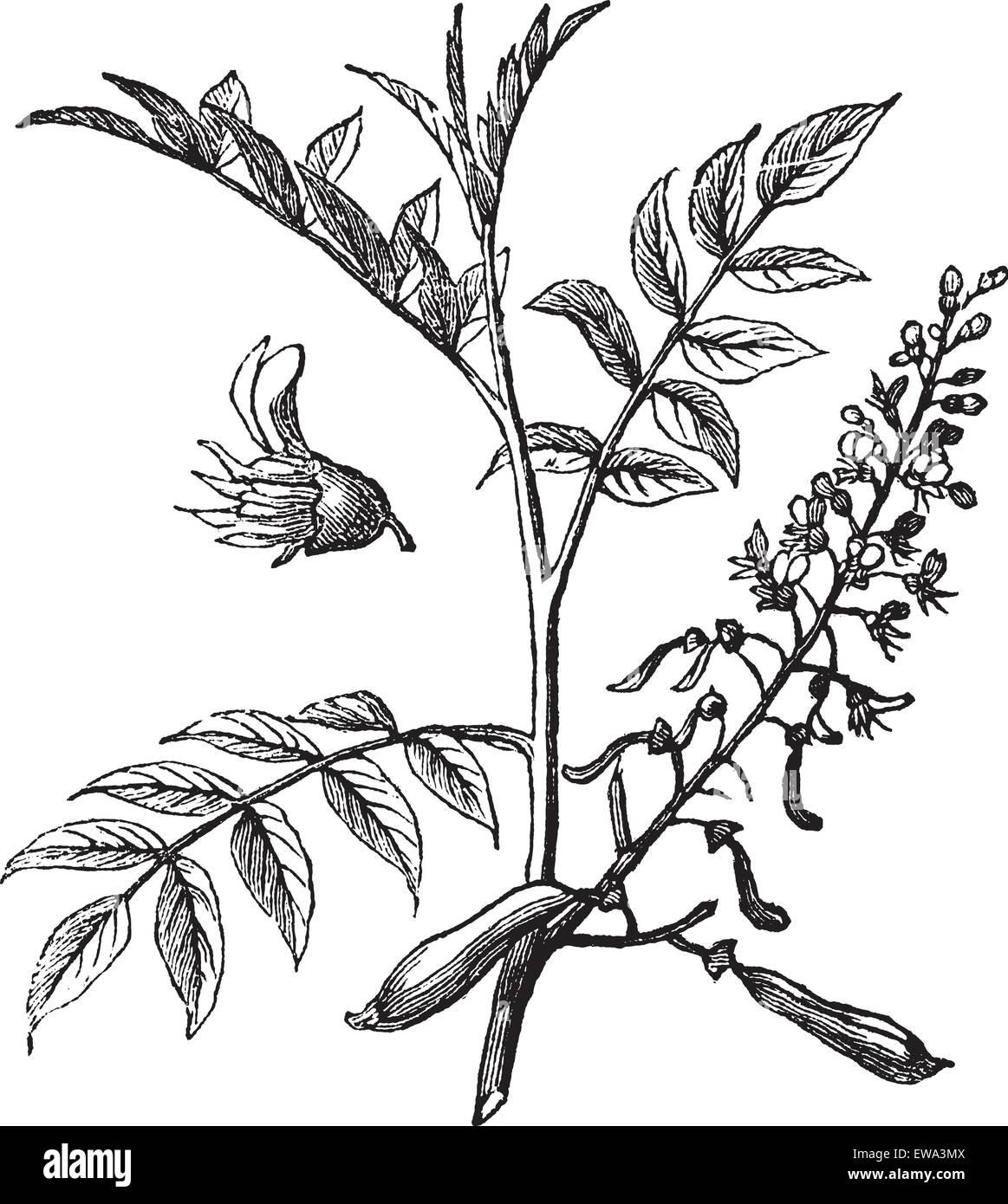 Peru Balsam or Myroxylon peruiferum, vintage engraved illustration. Trousset encyclopedia (1886 - 1891). Stock Vector