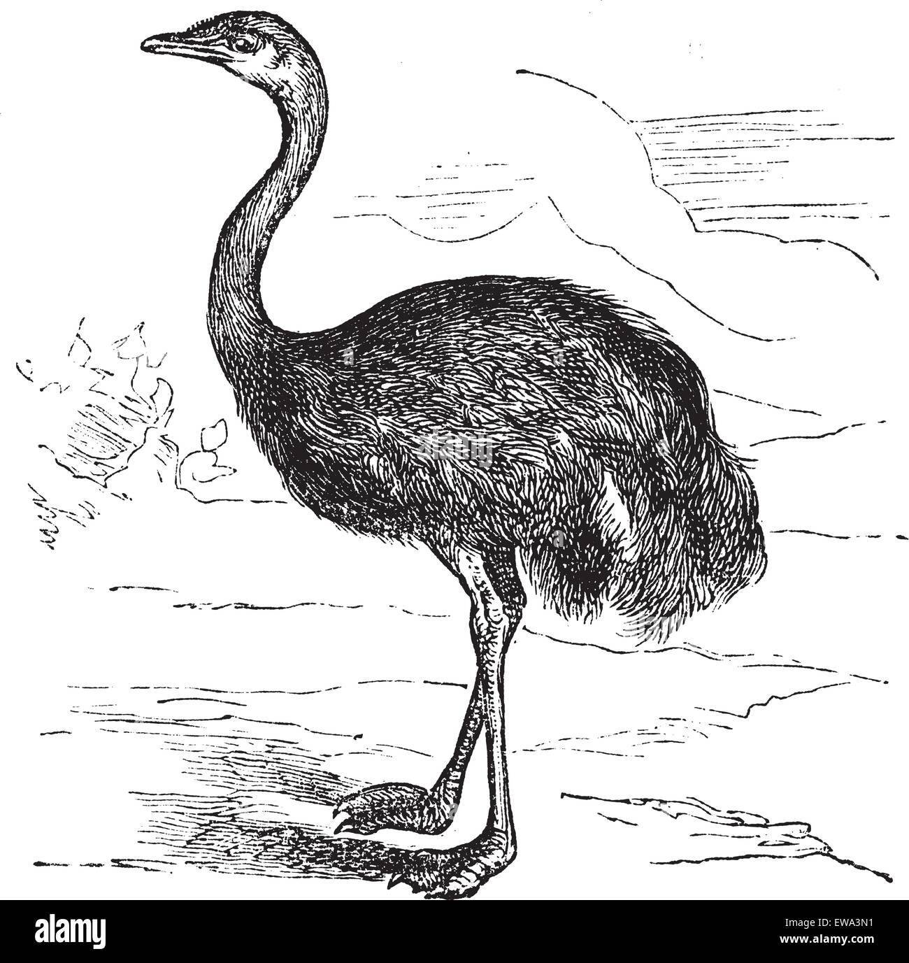 American rhea common rhea rhea Stock Vector Images Alamy
