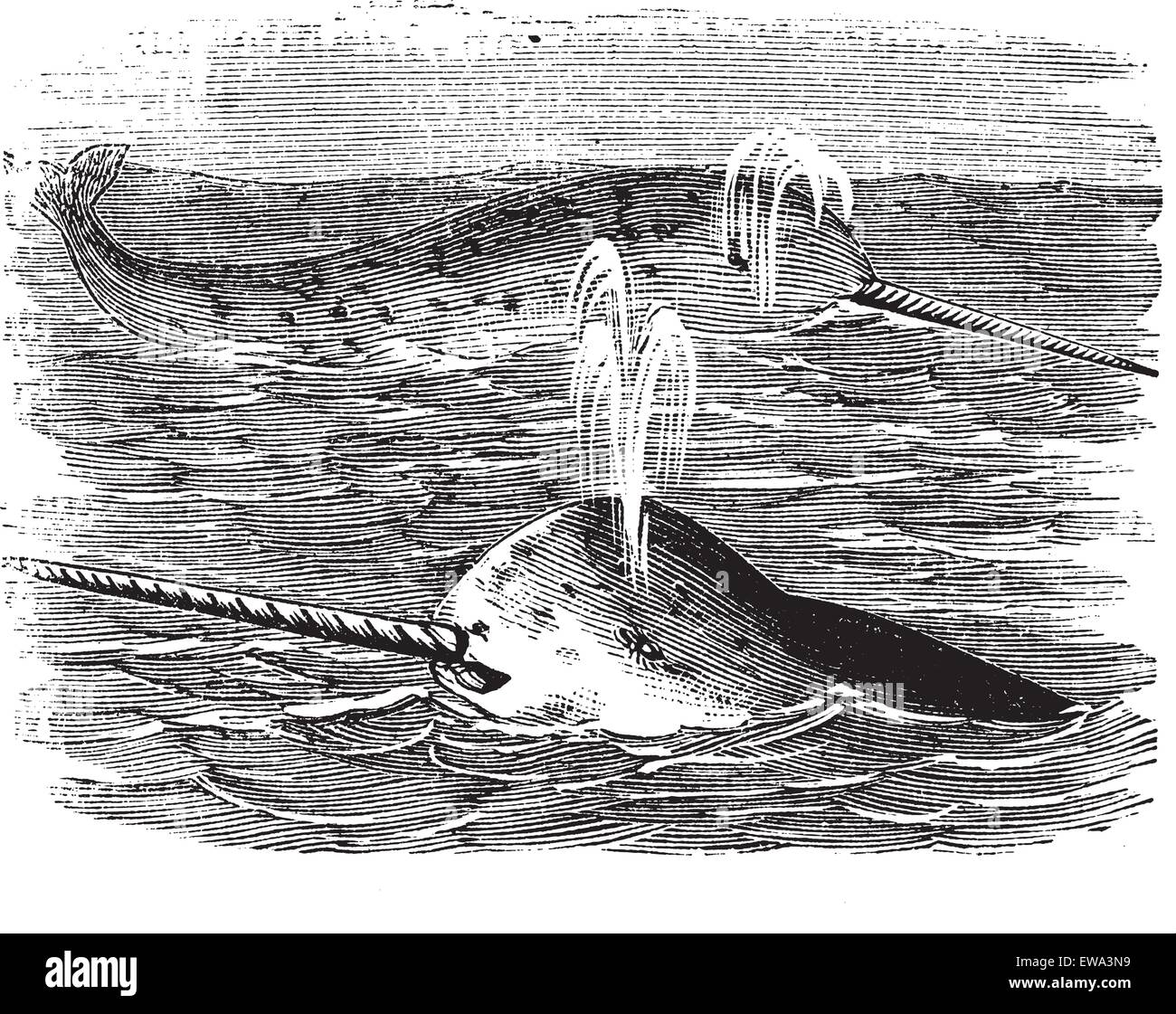 Narwhal or Monodon monoceros, vintage engraved illustration. Trousset encyclopedia (1886 - 1891). Stock Vector