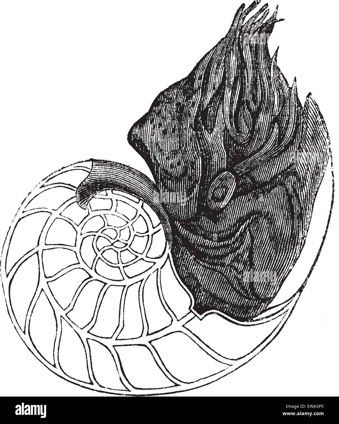 Chambered Nautilus or Nautilus pompilius, showing chambers, vintage engraved illustration. Trousset encyclopedia (1886 - 1891). Stock Vector