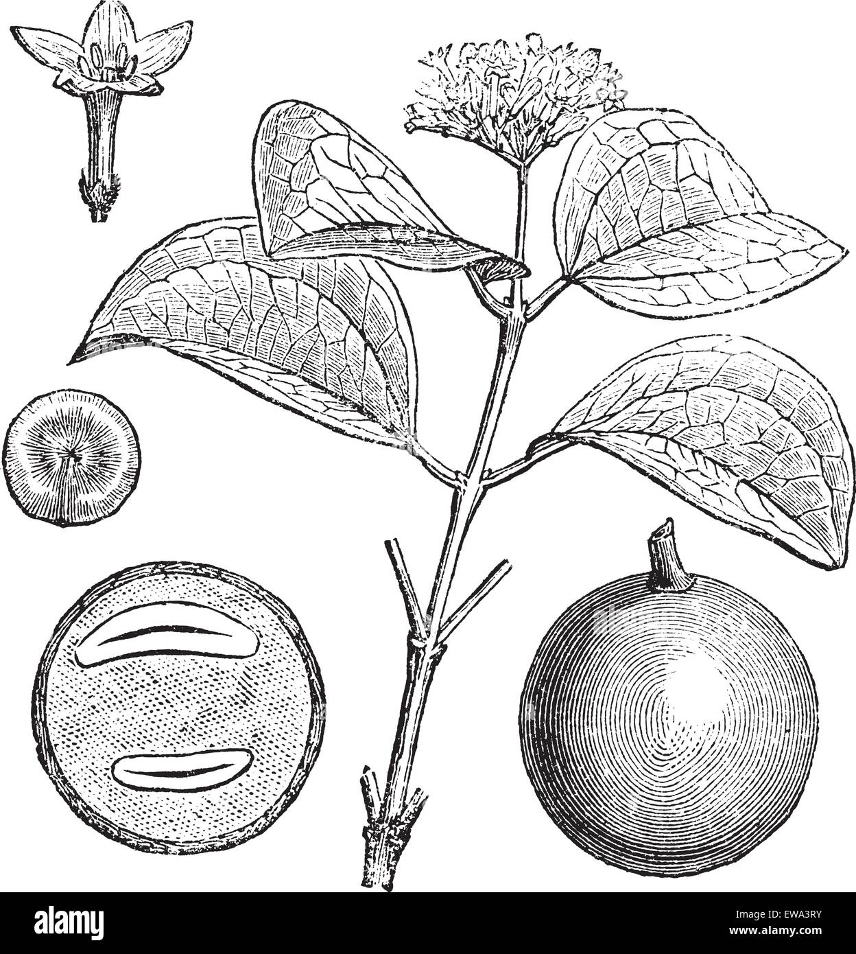 Strychnine Tree or Strychnos nux-vomica, showing flowers (top) and fruits (bottom), vintage engraved illustration. Trousset encyclopedia (1886 - 1891). Stock Vector
