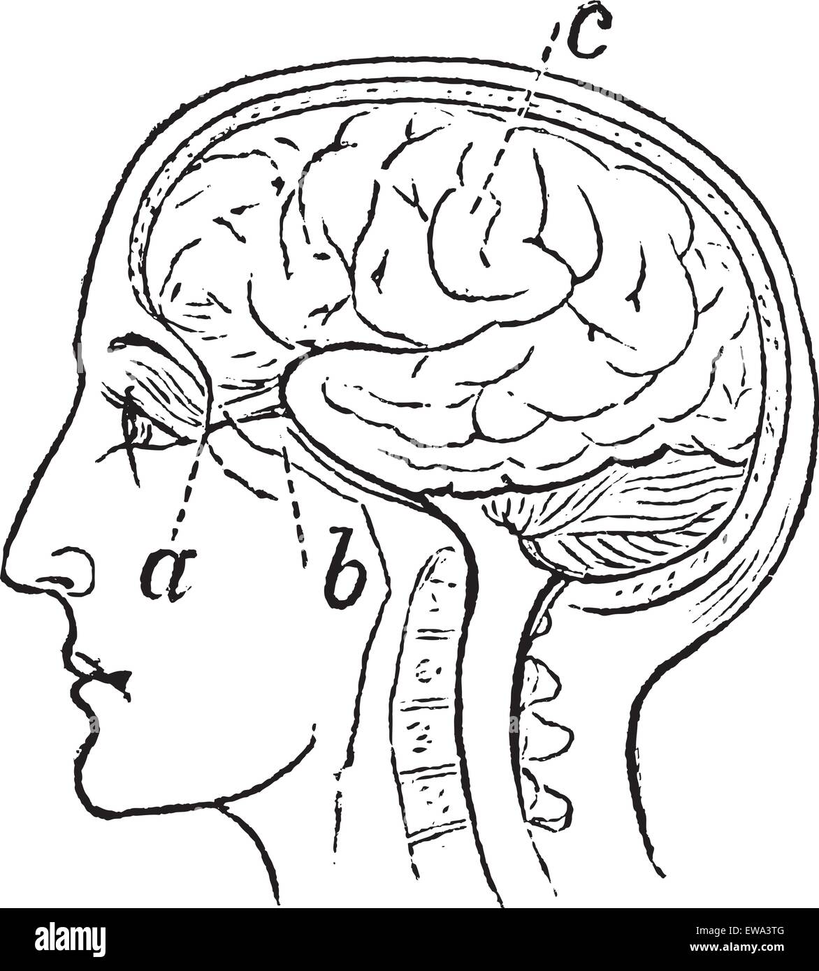 Optic Nerve, vintage engraved illustration. Trousset encyclopedia (1886 - 1891). Stock Vector