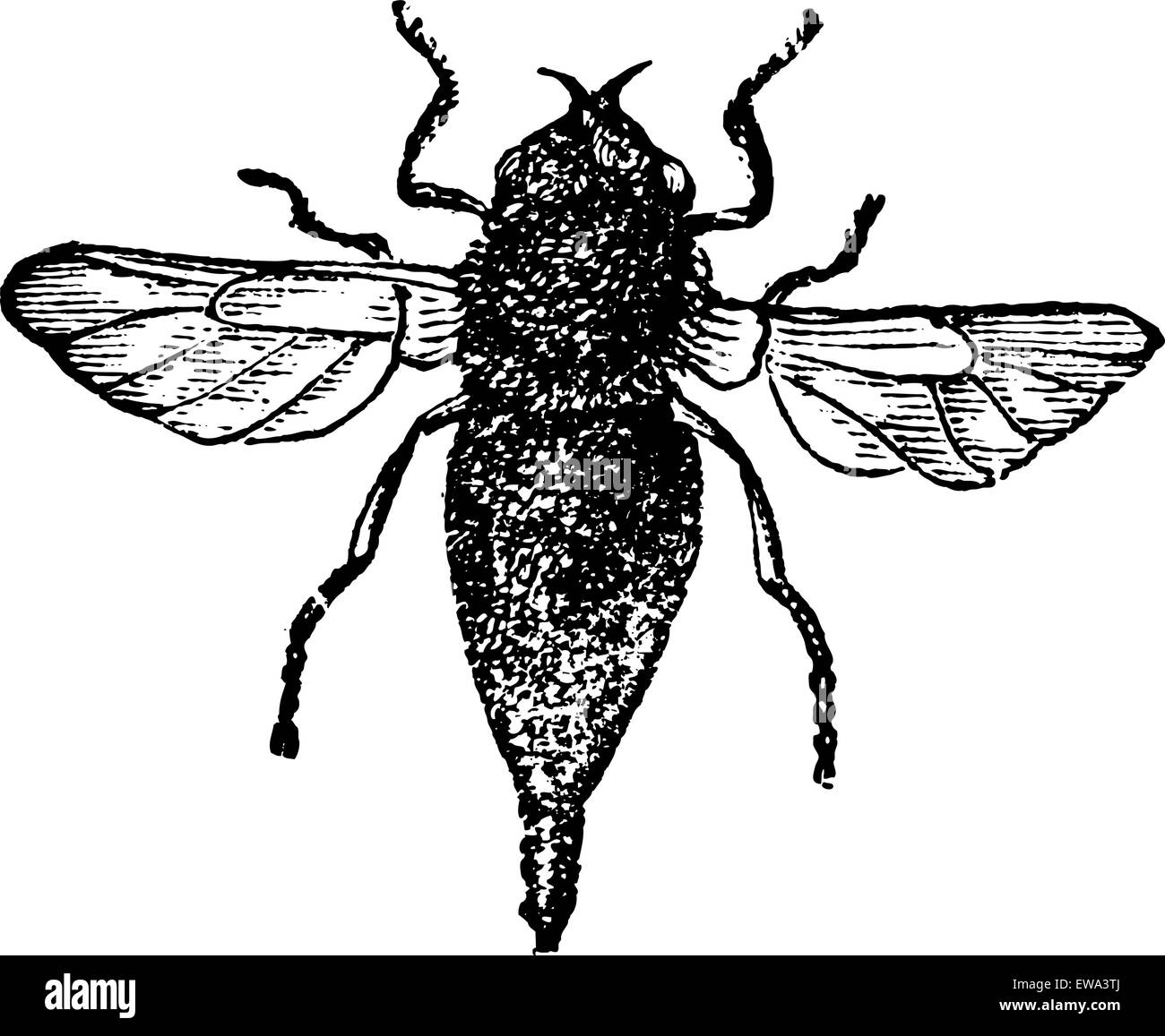 Gasterophilus or horse bot fly vintage engraved illustration.  Trousset encyclopedia (1886 - 1891). Stock Vector