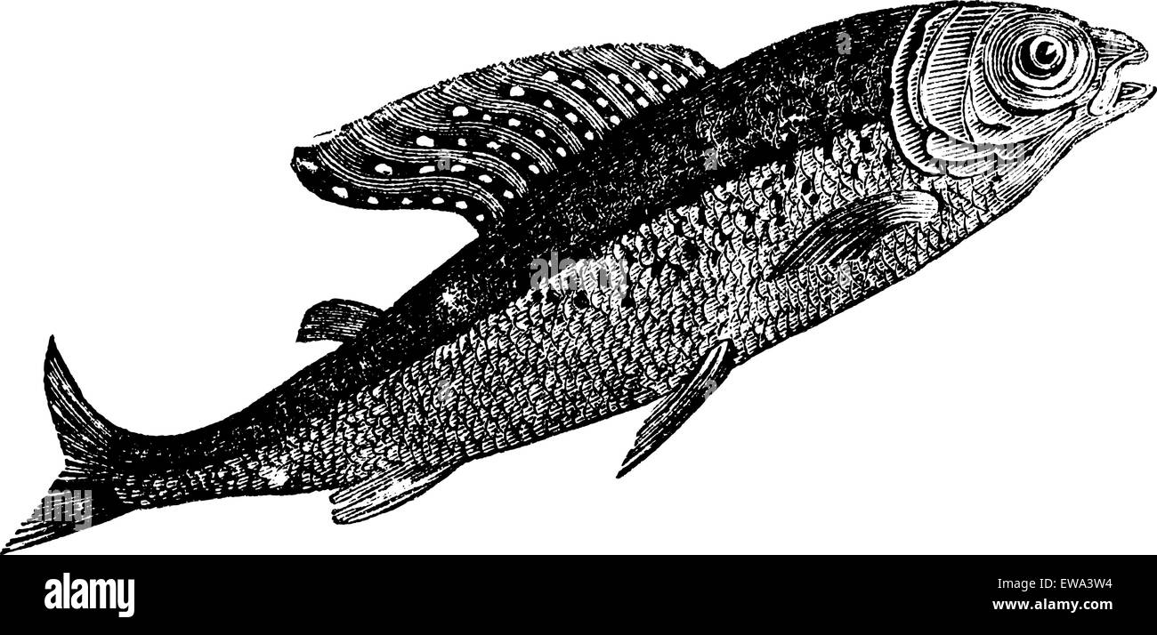 Arctic grayling or Thymallus arcticus, Shadow Spotted or Thymallus means, vintage engraved illustration. Trousset encyclopedia (1886 - 1891). Stock Vector