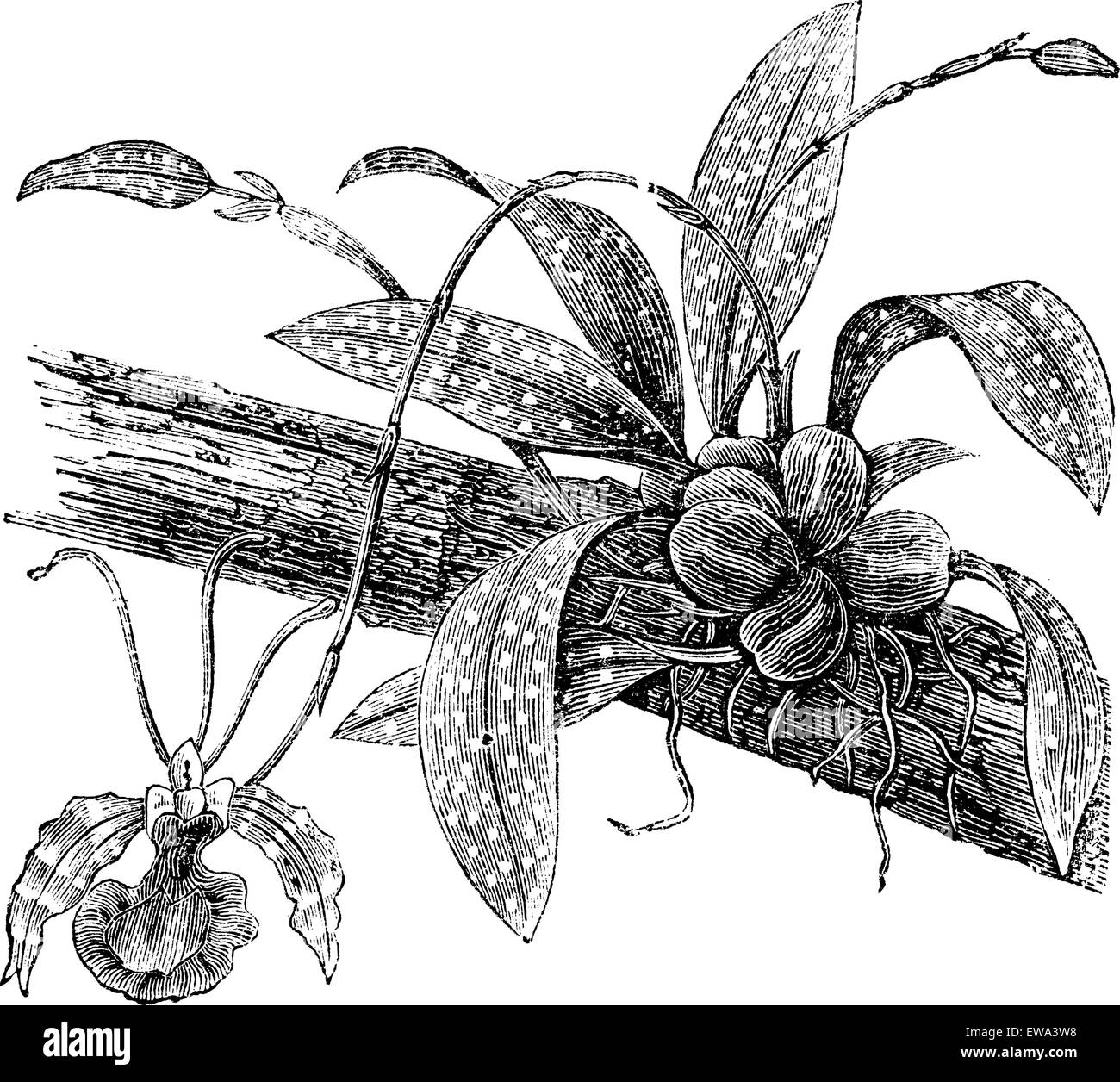 Butterfly Oncidium or Oncidium Papilio on a branch isolated on white, vintage engraved illustration.  Trousset encyclopedia (1886 - 1891). Stock Vector