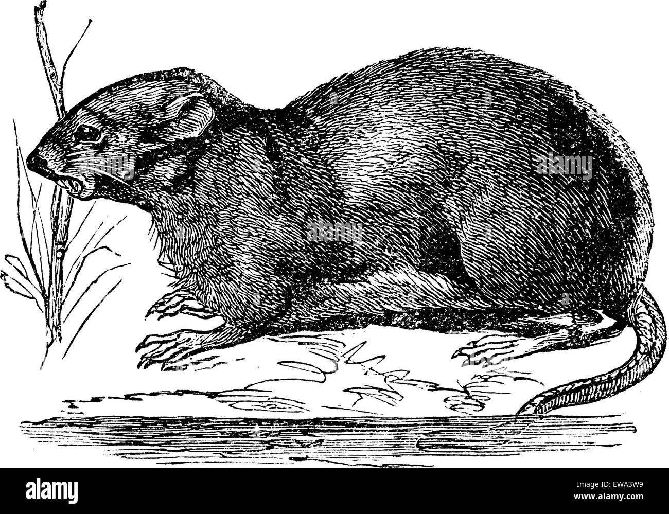 Muskrat Drawing Outline