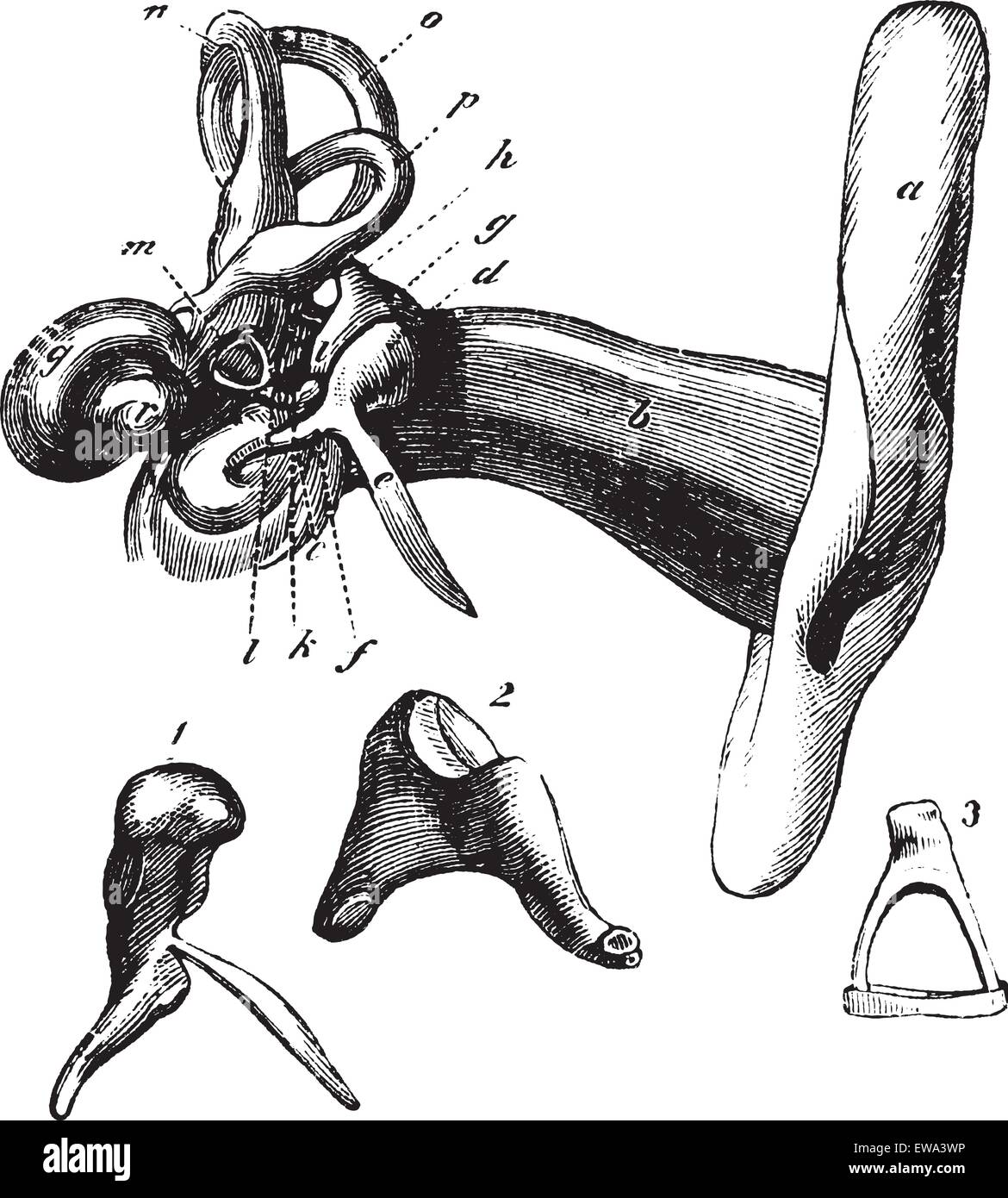 Human ear anatomy or Parts of the hearing aid. - A, outer ear, b, canal c, tympanic membrane; d, head of the hammer; e process of bone hammer, f, hammer handle; g, anvil (incus), h, i, short process and long process of the anvil; k, L, articulation of the anvil and the stirrup; m, stirrup (stapes), n, o, p, semicircular canals; q, snail (cochlea) r, top (apex) of the cochlea: 1, 2, 3, hammer (malleus), anvil (incus) and stirrup (stapes), separated from each other and very large. vintage engraved illustration. Trousset encyclopedia (1886 - 1891). Stock Vector