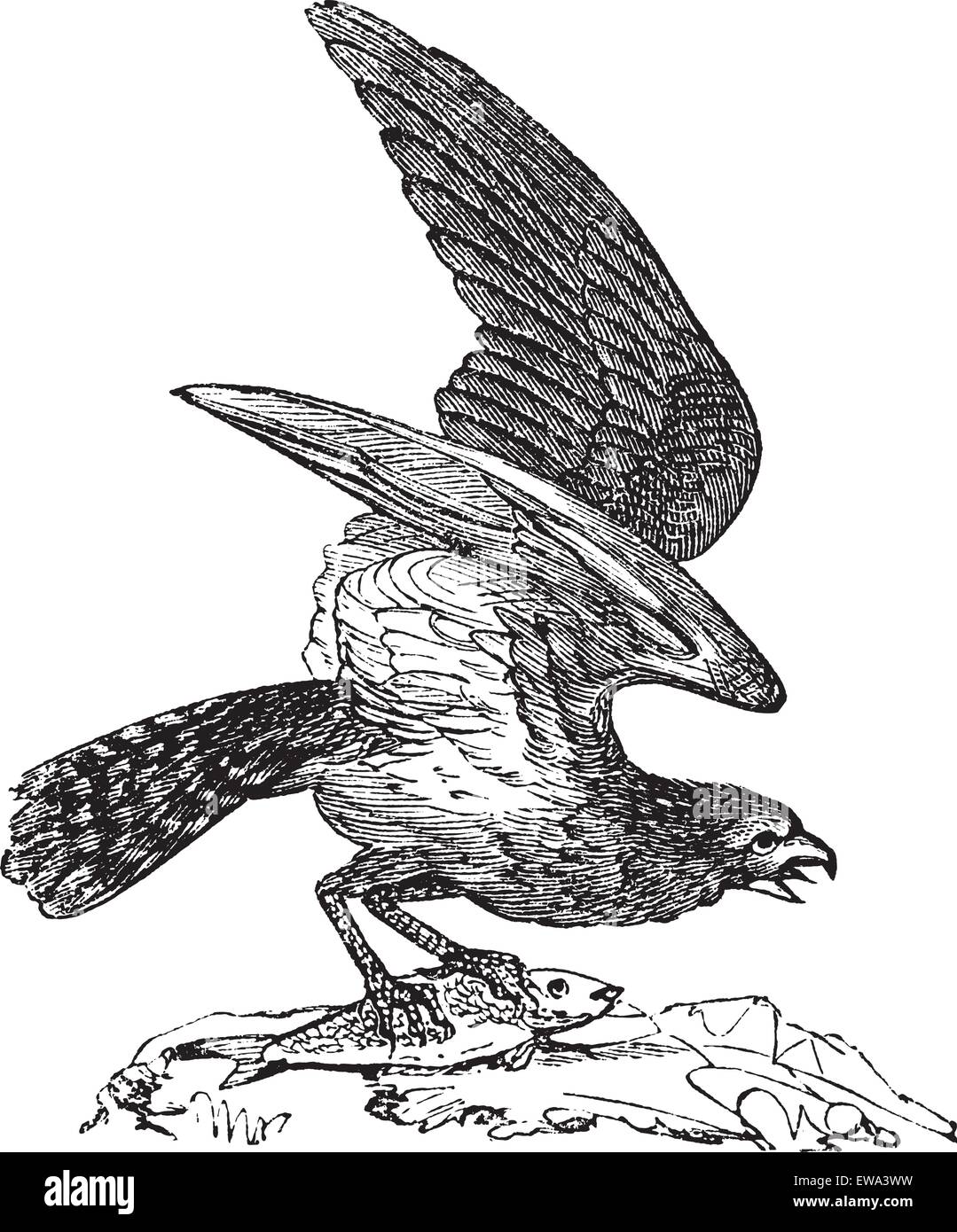 Osprey of America, Pandion carolinensis, fish eagle or sea hawk, vintage engraved illustration, Trousset encyclopedia (1886 - 1891). Stock Vector