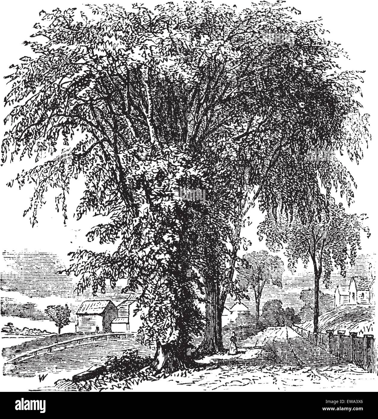 American elm or Ulmus Americana, vintage engraved illustration. Trousset encyclopedia (1886 - 1891). Stock Vector