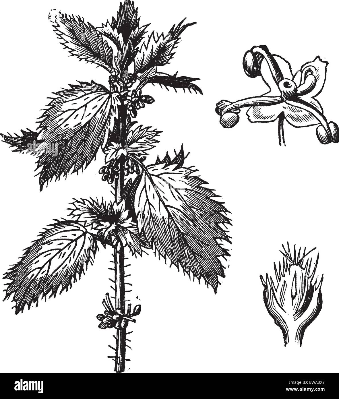 Stinging nettle or Urtica urens, with the staminate flowers and pistillate flowers, vintage engraved illustration. Trousset encyclopedia (1886 - 1891). Stock Vector