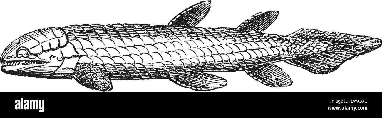 Osteolepis or Bone Scale fish isolated on white, vintage engraved illustration. Trousset encyclopedia (1886 - 1891). Extinct fish. Stock Vector