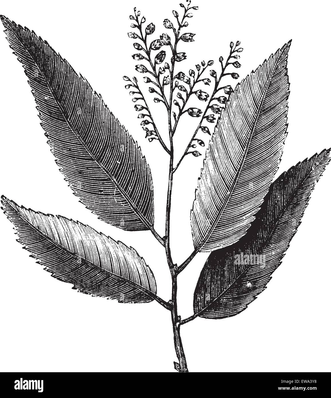 Sourwood or Sorrel Tree or Oxydendrum arboreum, showing flowers, vintage engraved illustration. Trousset encyclopedia (1886 - 1891). Stock Vector