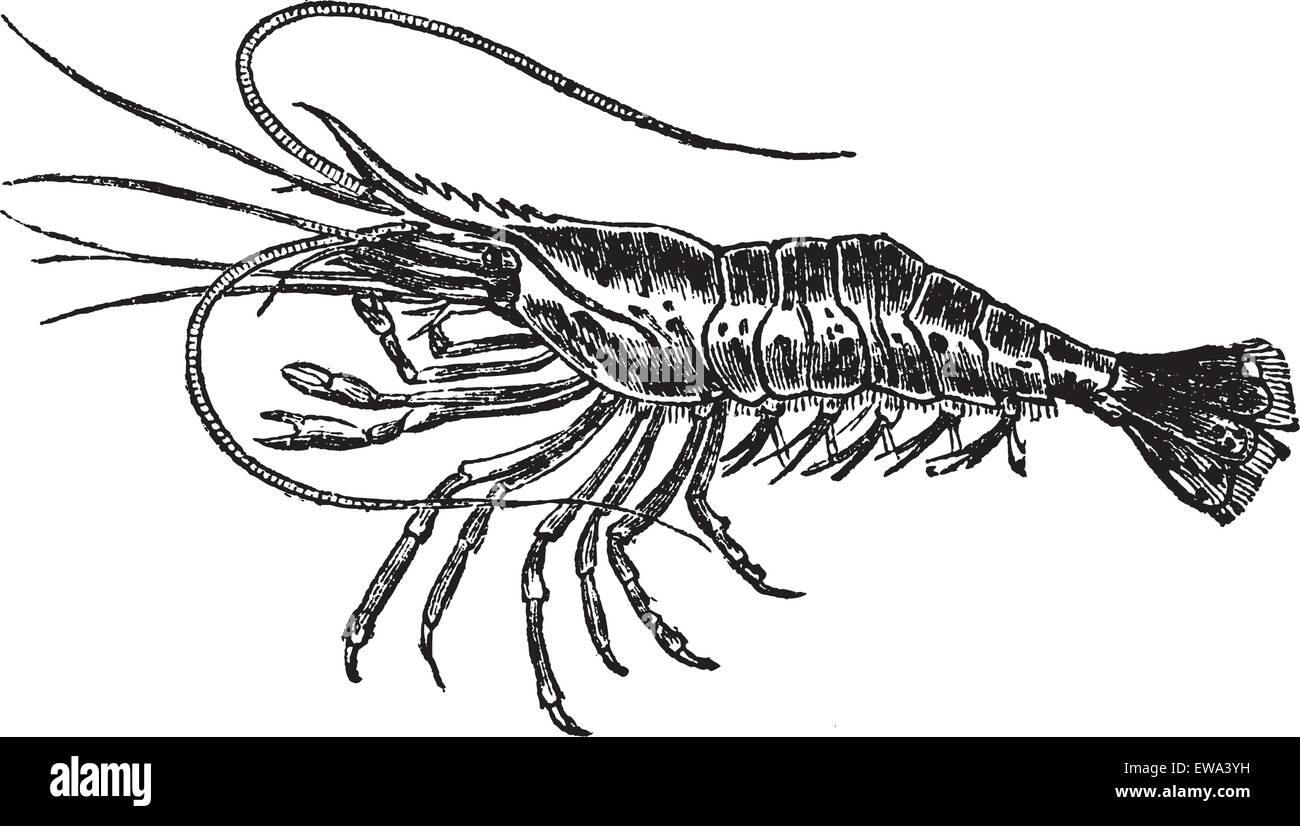 Common prawn or Palaemon serratus or Astacus serratus or Cancer captivus or Leander latreillianus or Leander serratus or Leander treillianus or Melicerta triliana or Palaemon oratelli or Palaemon punctulatus or Palaemon rostratus or Palaemon treillianus or Palaemon trilianus, vintage engraving.  Old engraved illustration of Common prawn isolated on a white background. Stock Vector