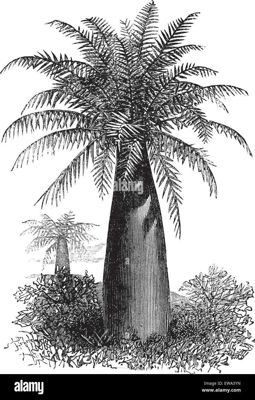 Chilean Wine Palm or Jubaea chilensis, vintage engraved illustration. Trousset encyclopedia (1886 - 1891). Stock Vector