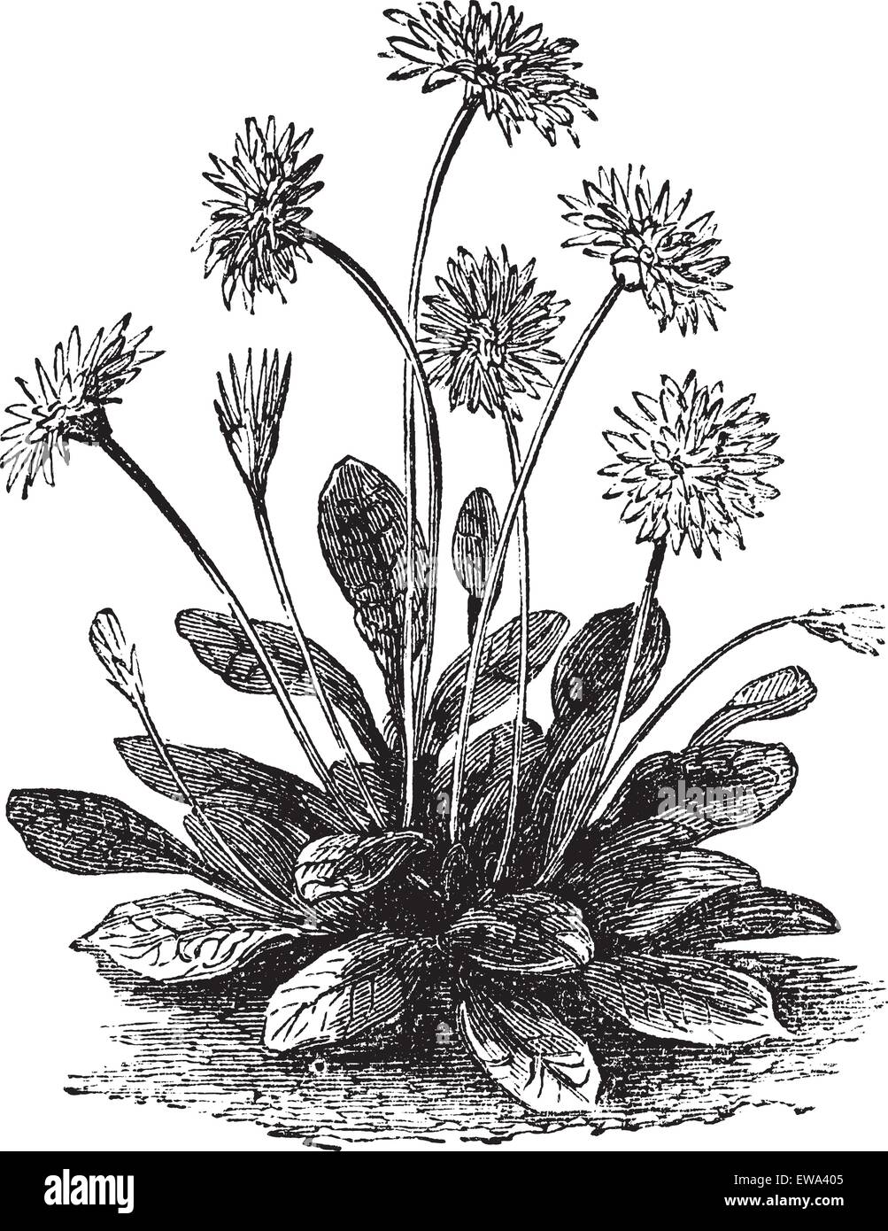 Daisy or Bellis perennis, vintage engraved illustration. Trousset encyclopedia (1886 - 1891). Stock Vector