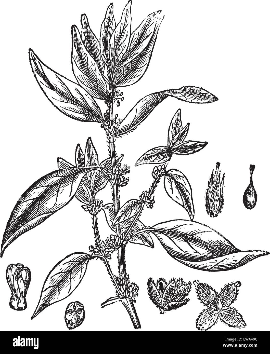 Lichwort or Pellitory-of-the-wall or Parietaria officinalis, vintage engraved illustration. Trousset encyclopedia (1886 - 1891). Stock Vector