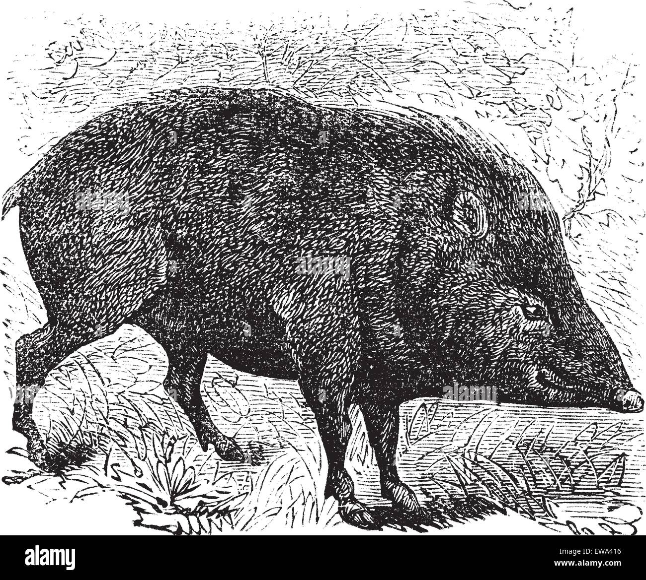 Collared peccary or Pecari tajacu or Dicotyles tajacu or Tayassu tajacu or Musk hog or Mexican hog or Quenk, vintage engraving. Stock Vector