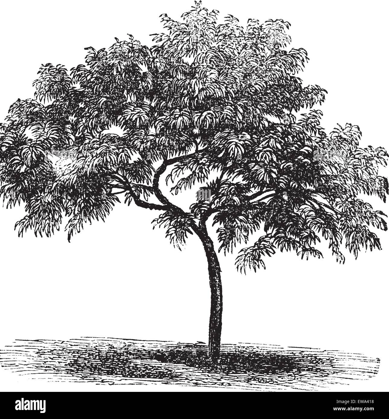 Peach or Prunus persica, vintage engraved illustration. Trousset encyclopedia (1886 - 1891). Stock Vector
