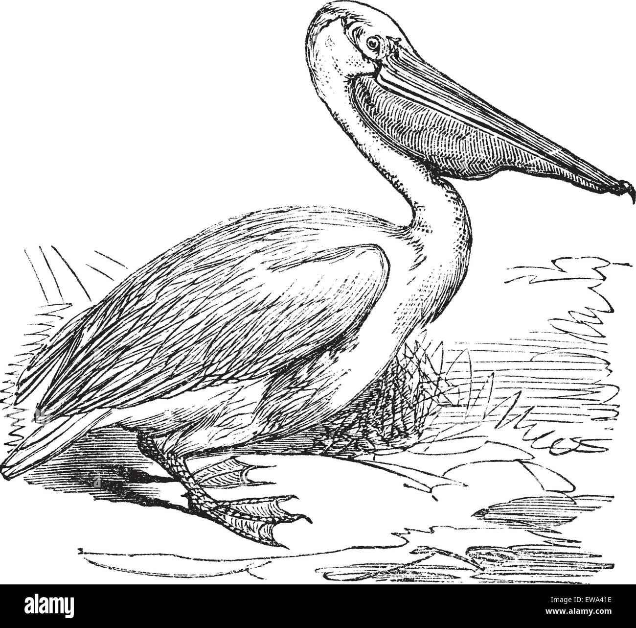Great White Pelican or Eastern White Pelican or Pelecanus onocrotalus, vintage engraved illustration. Trousset encyclopedia (1886 - 1891). Stock Vector