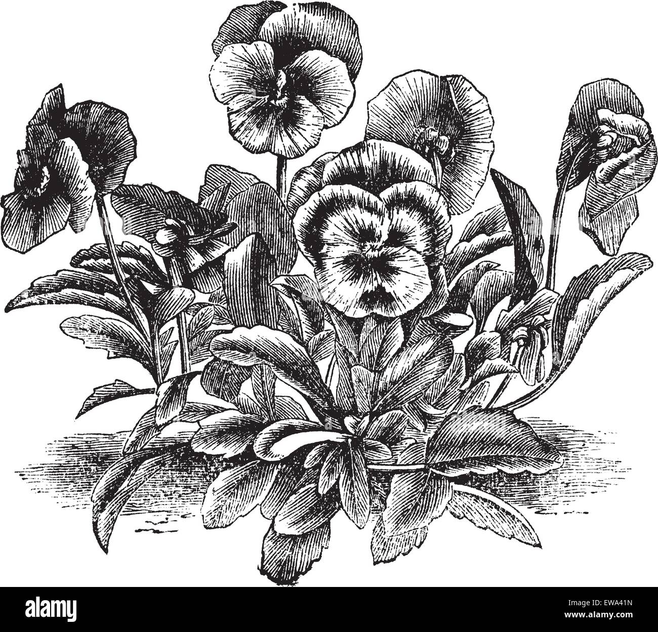 Heartsease or Viola tricolor or Johnny Jump Up or Wild Pansy, vintage engraving. Old engraved illustration of Heartsease. Stock Vector