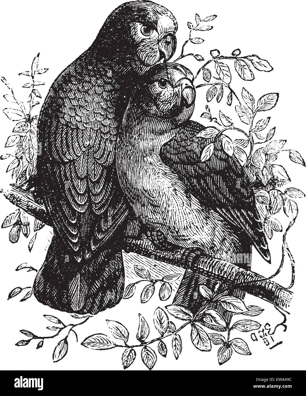 Rose-ringed Parakeet or Ringnecked Parakeet or Psittacula krameri, vintage engraved illustration. Trousset encyclopedia (1886 - Stock Vector