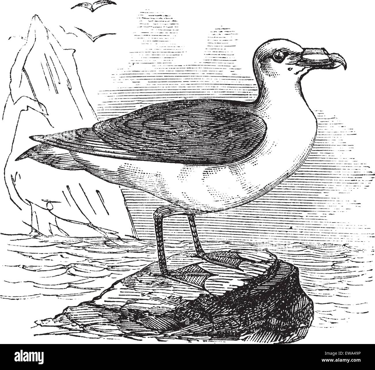 Grey Petrel or Brown Petrel or Pediunker or Grey Shearwater or Procellaria cinerea, vintage engraved illustration. Trousset encyclopedia (1886 - 1891). Stock Vector