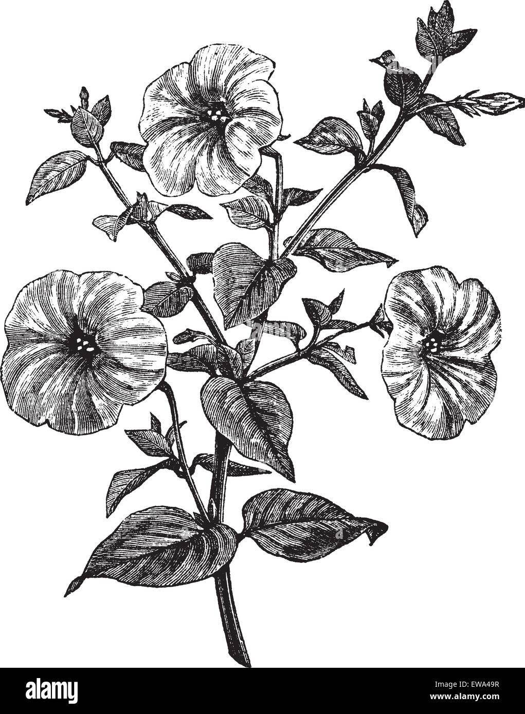 Petunia or Petunia sp., vintage engraved illustration. Trousset encyclopedia (1886 - 1891). Stock Vector