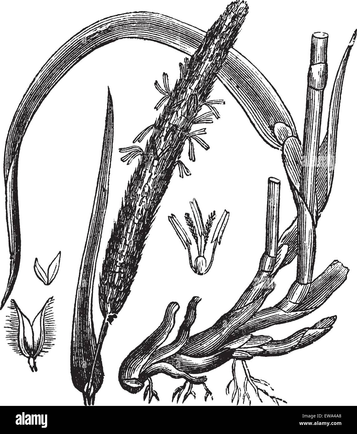 Timothy-grass (Phleum pratense), vintage engraved illustration.Trousset encyclopedia (1886 - 1891). Stock Vector