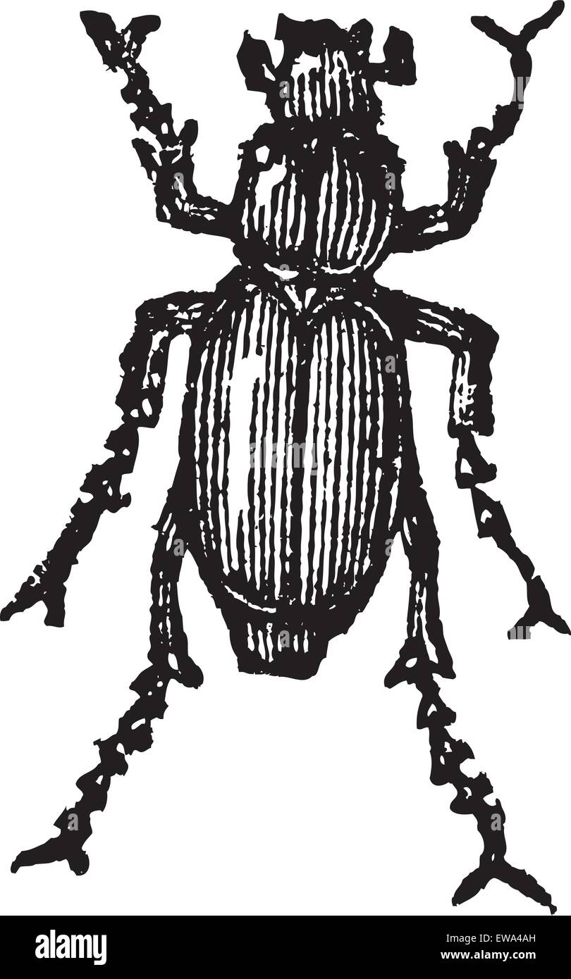 Phyllophaga isolated on white, vintage engraved illustration.Trousset encyclopedia (1886 - 1891). Stock Vector