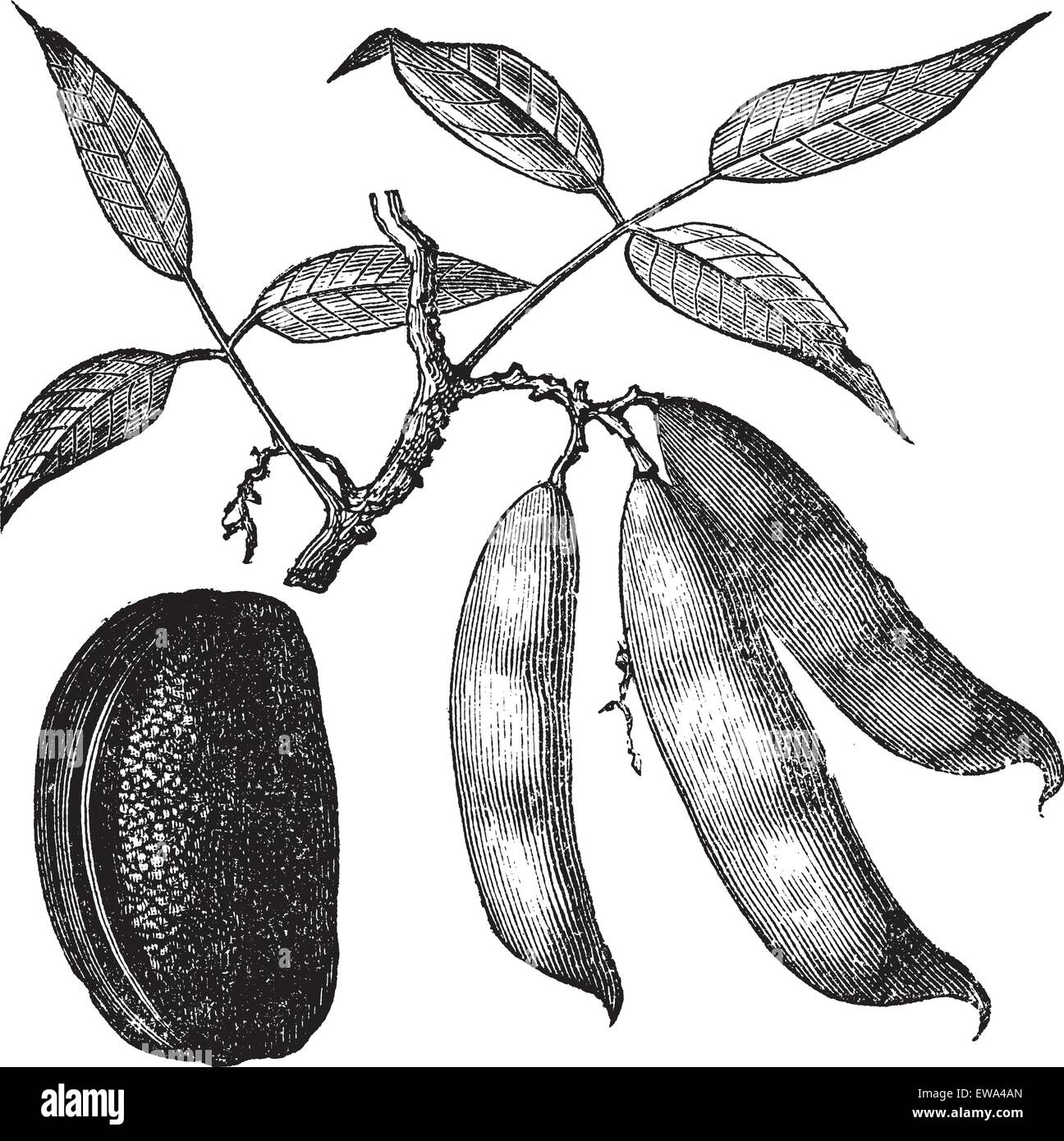 Physotigma Poisons (Physostigma venenosum) or Calabar Bean, vintage engraved illustration.Trousset encyclopedia (1886 - 1891). Stock Vector