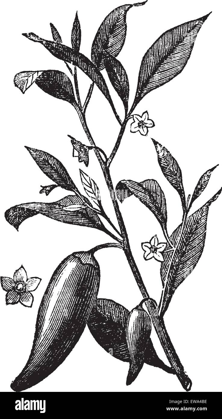 Annual chili (Capsicum annuum) or Mississippi sport pepper, vintage engraved illustration. Trousset encyclopedia (1886 - 1891). Stock Vector