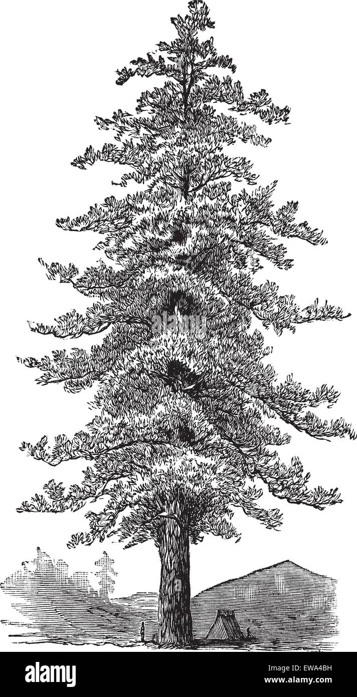 American yellow pine (Pinus ponderosa) or Ponderosa Pine or Bull Pine