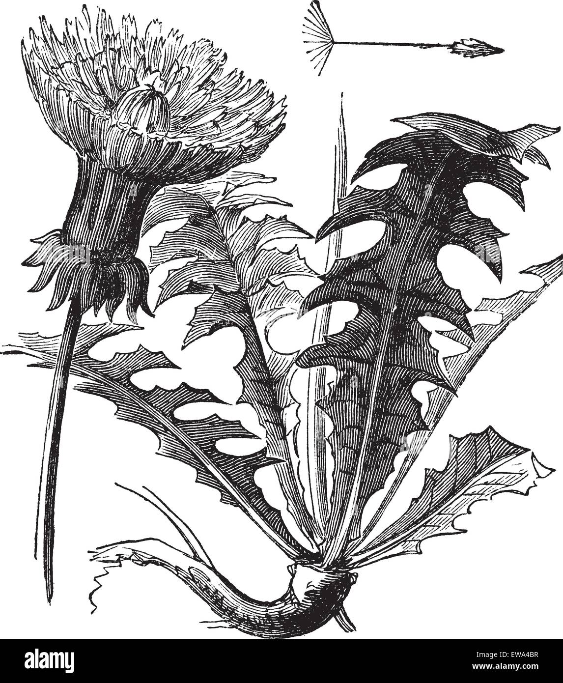 Taraxacum or Dandelion, vintage engraved illustration. Dandelion with leaves on white background. Trousset encyclopedia (1886 - Stock Vector