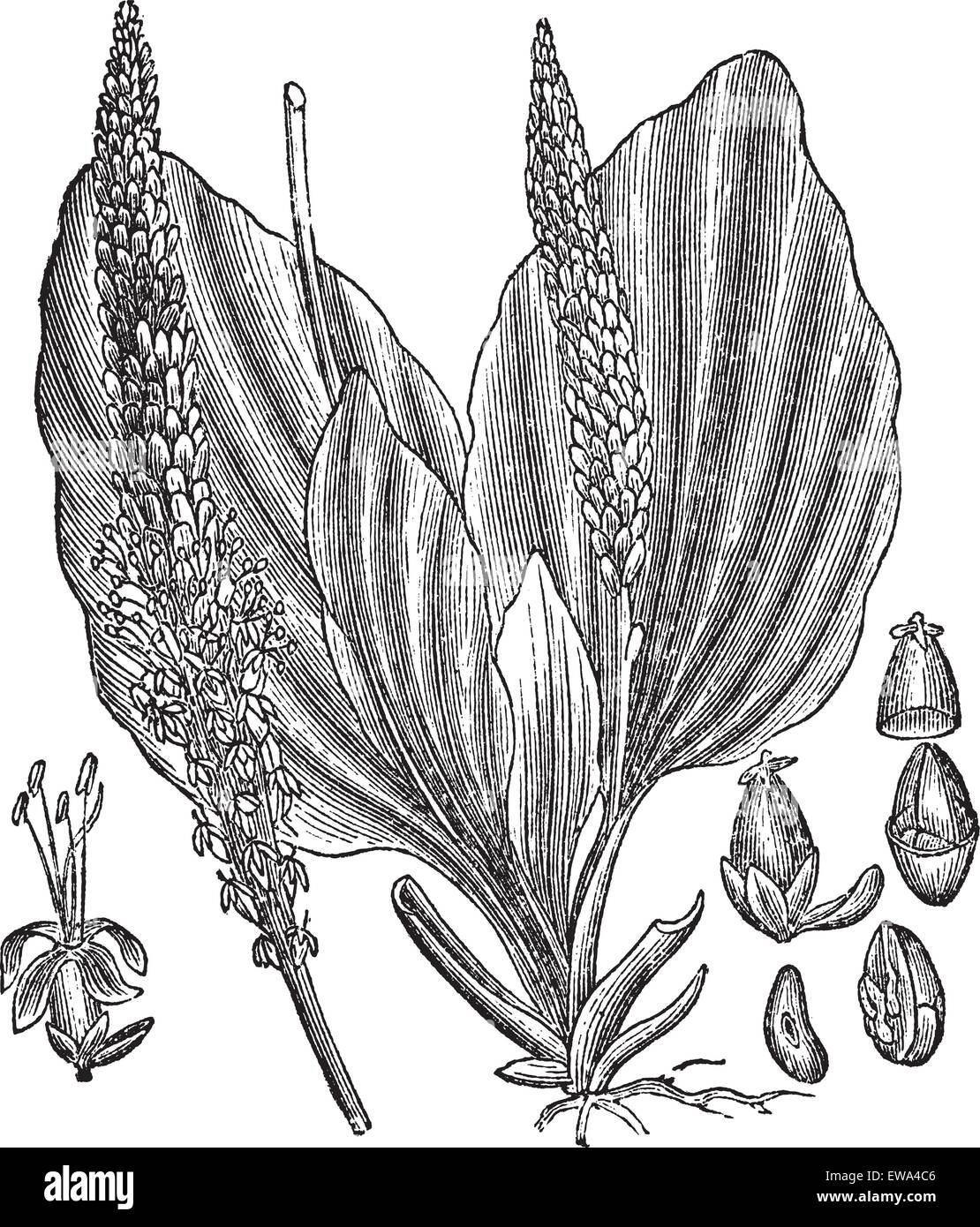 Greater Plantain or Plantago major, vintage engraved illustration, showing flower (left and center) and seeds (right). Trousset Stock Vector