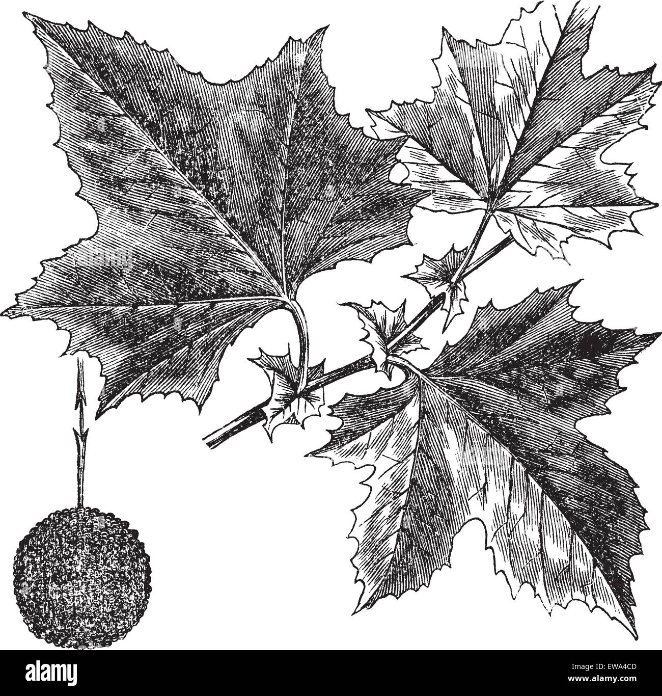 Norway Maple Leaf Art Print - Art, Books & Stationery