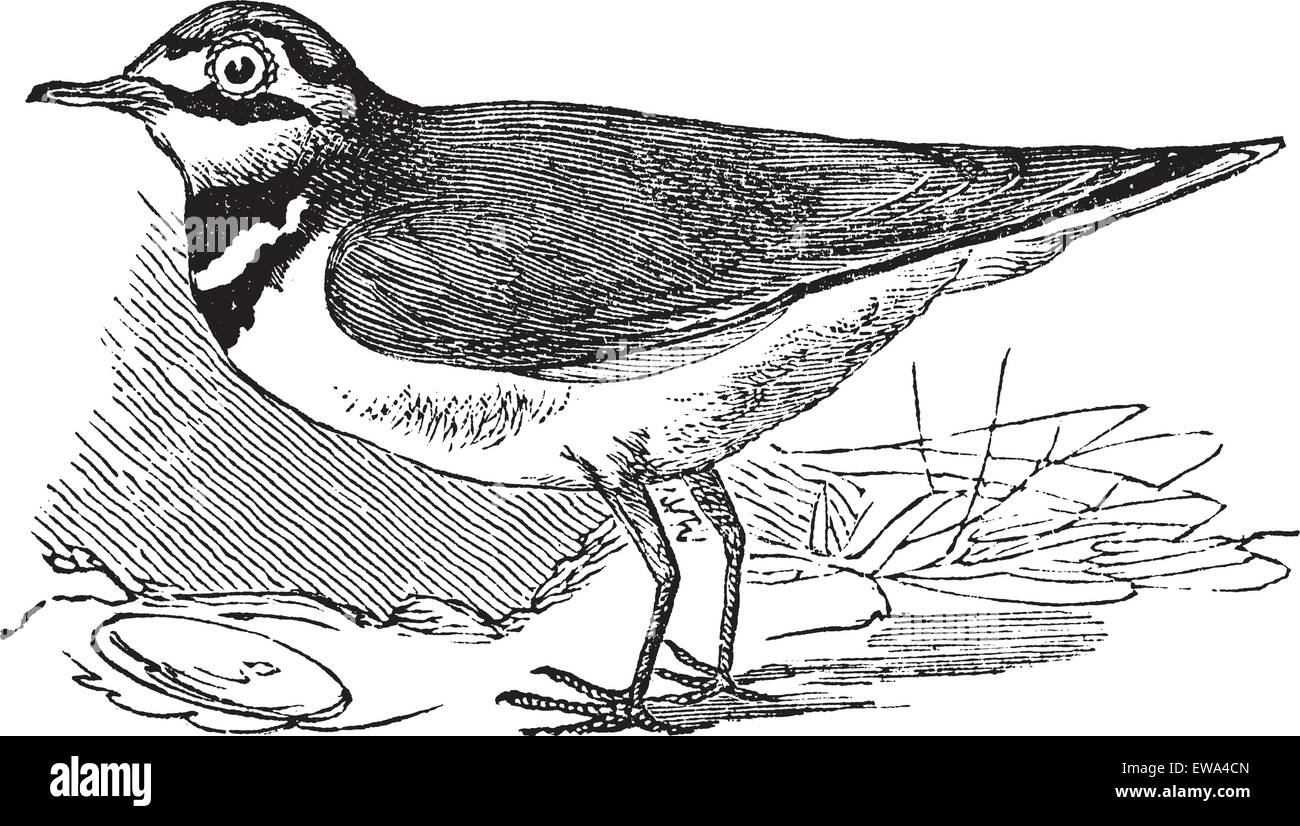 Ringed Plover or Charadrius hiaticula, vintage engraved illustration. Trousset encyclopedia (1886 - 1891). Stock Vector